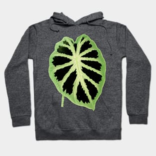 Colocasia affinis ‘Jenningsii’ - Rothschild - Botanical Illustration Hoodie